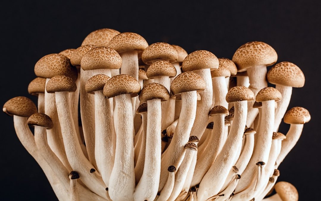 The Magic Of Mushrooms: Medicinal Mushies